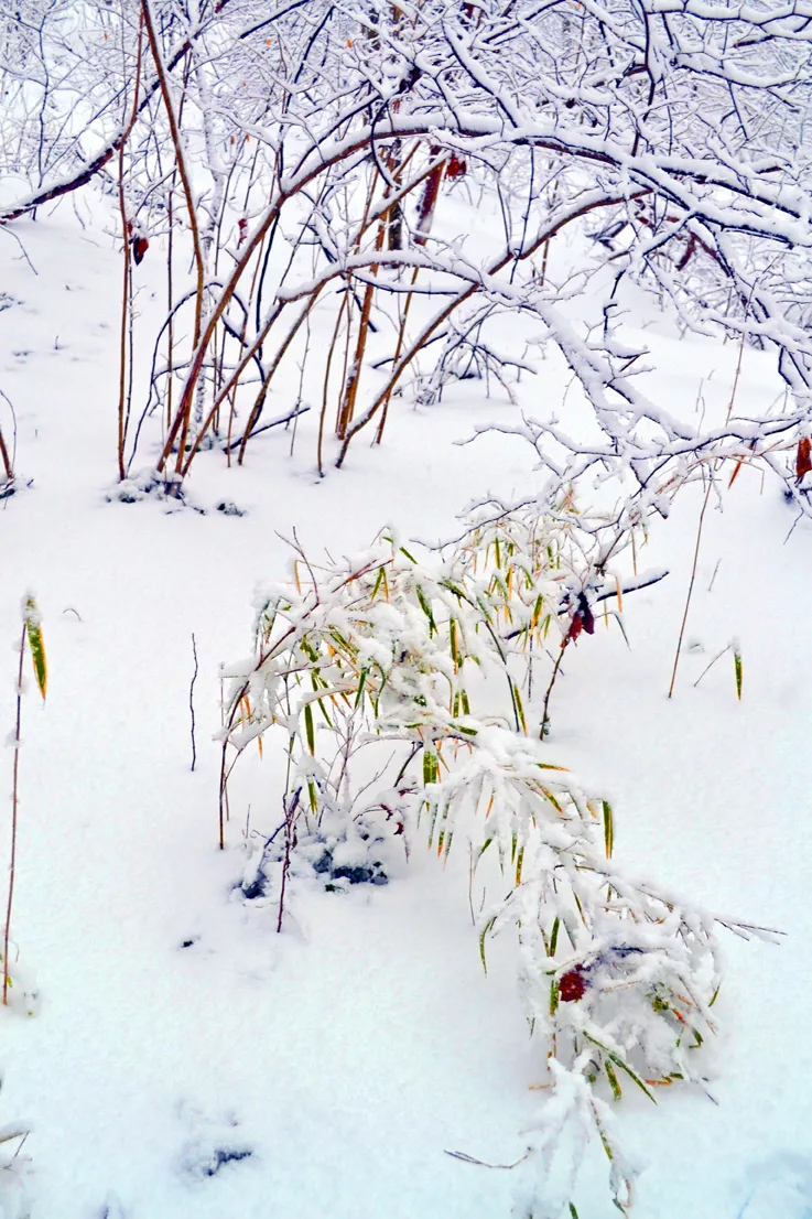 Bamboo And Snow