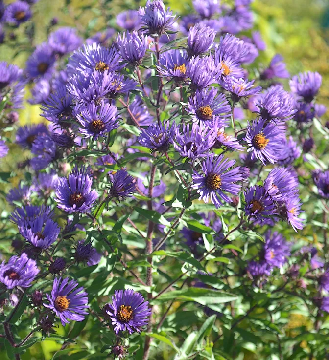 Purple Flowers