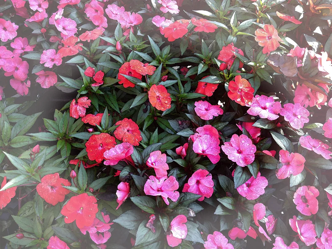 Impatiens