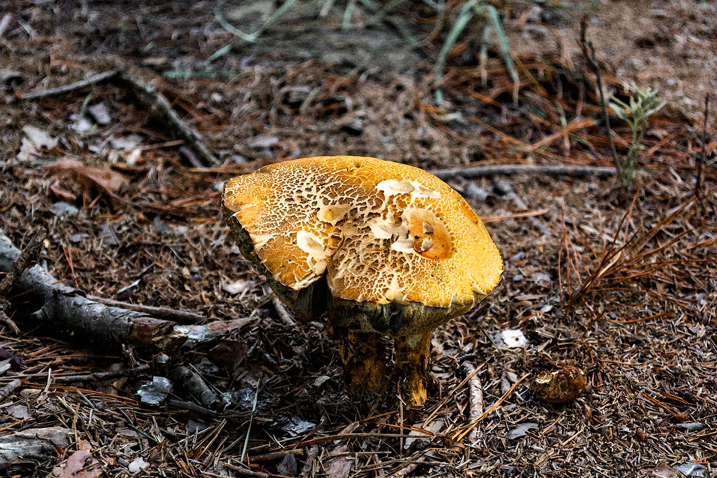 Toadstool 3