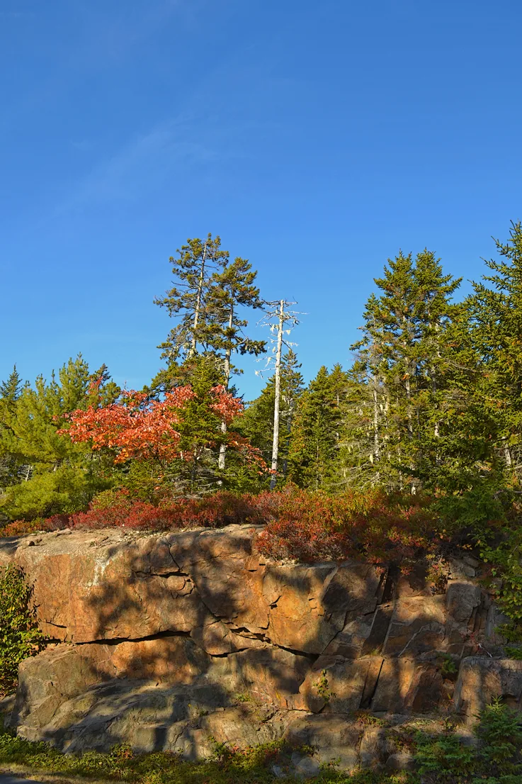 Acadia Forest 2