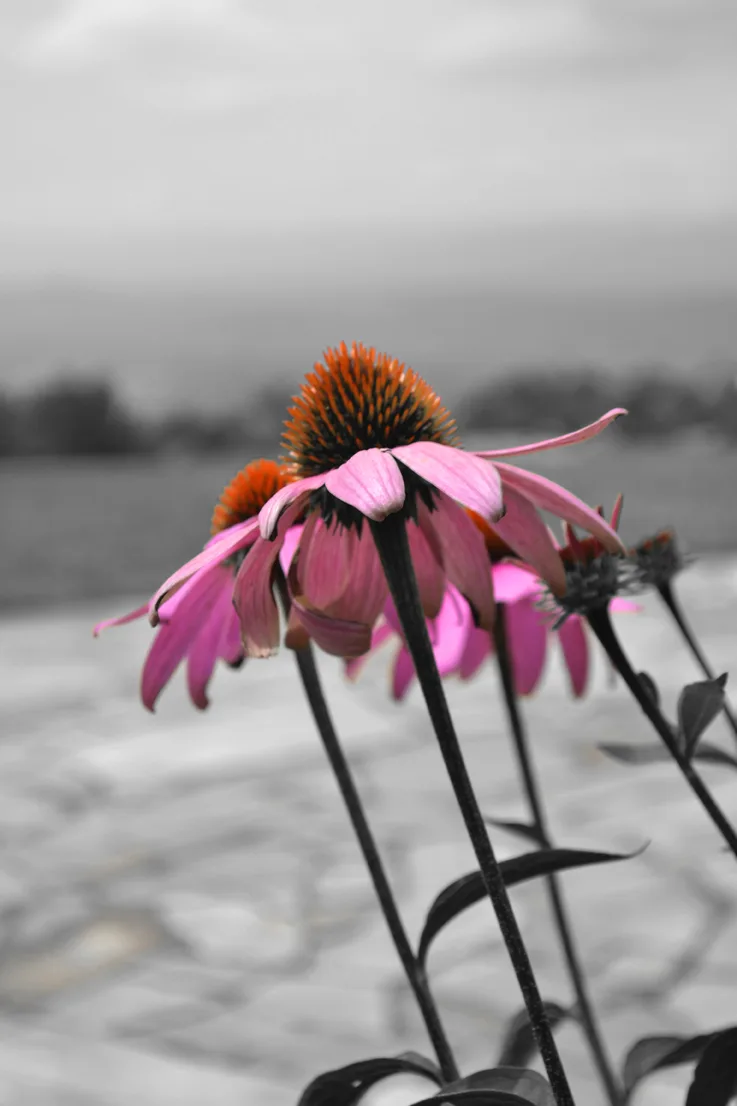 Coneflower