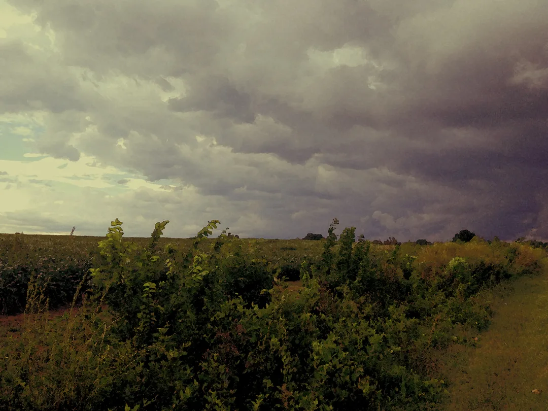 Storm Front wc select