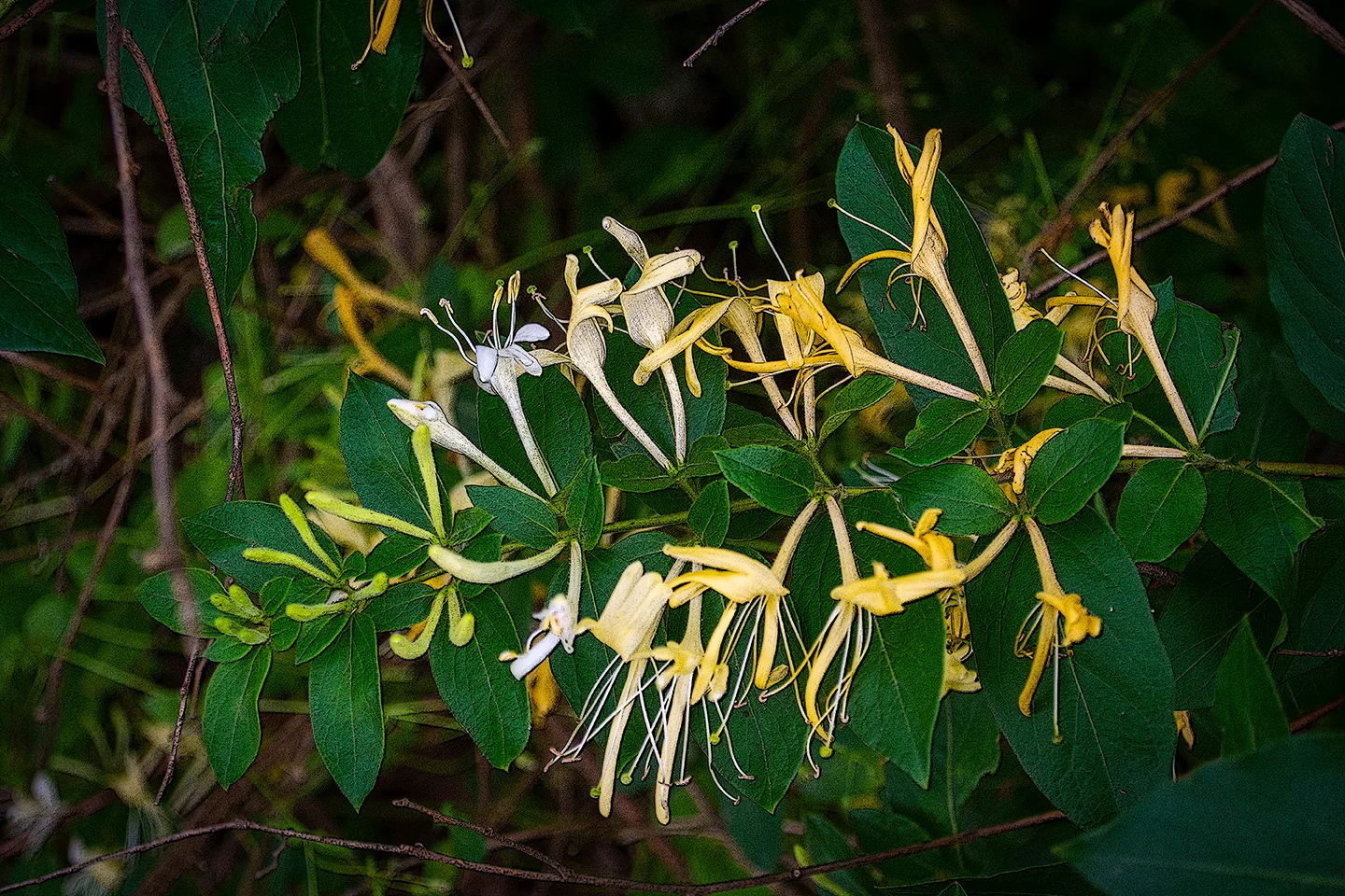 Honeysuckle 1