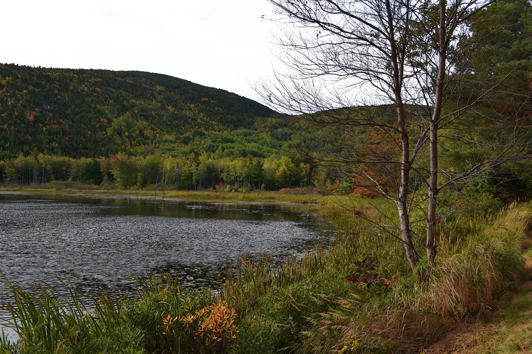 Acadia Shore Fall 1-8