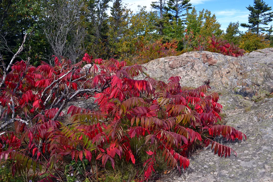 Acadia Trees Fall 1-23