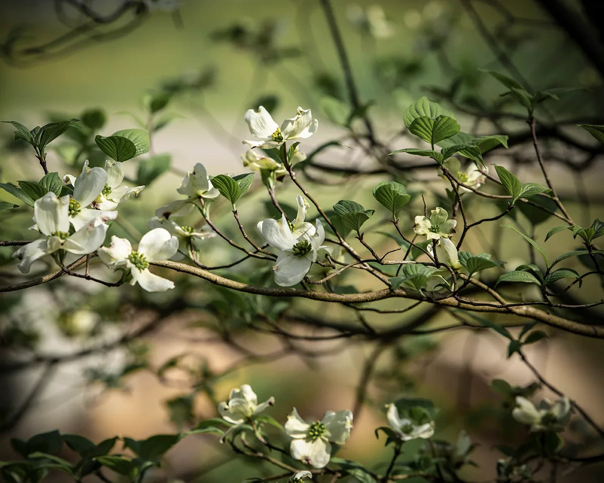 Dogwood 1