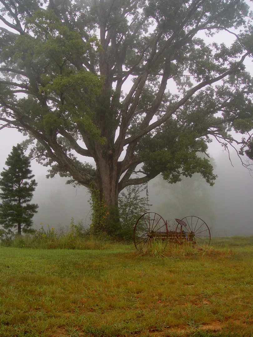 Foggy Morning 3 Plain