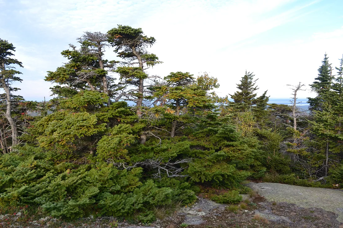 Acadia Trees Fall 1-9