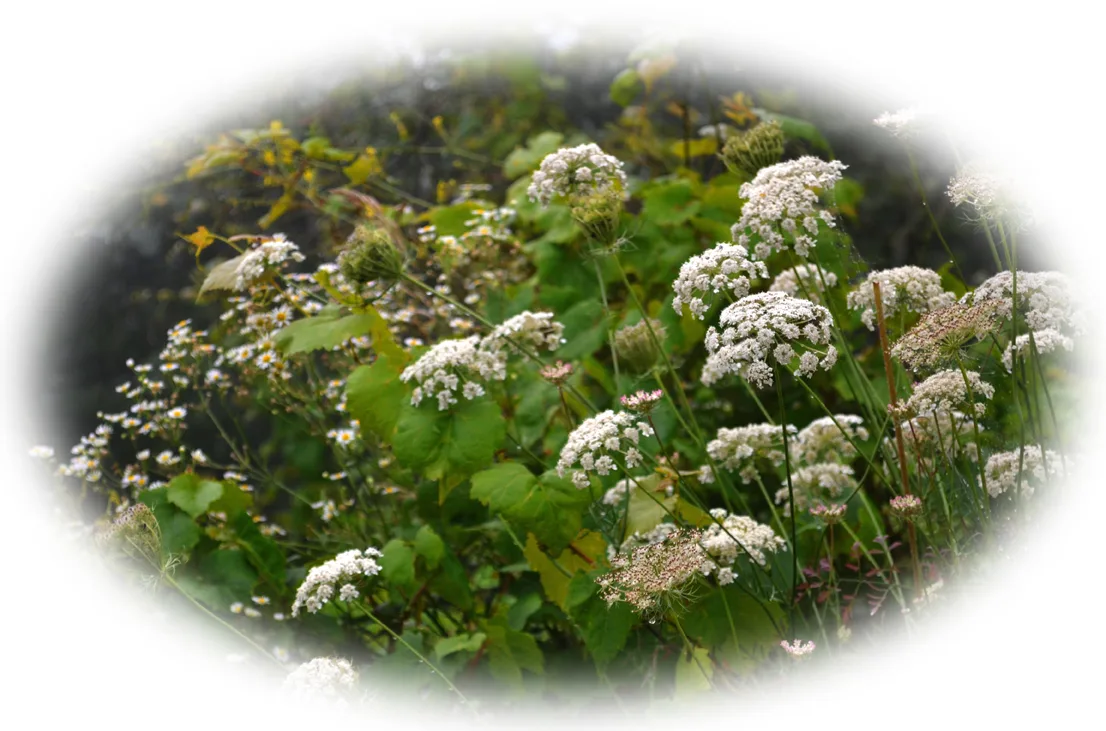 Queen Anne Lace Round