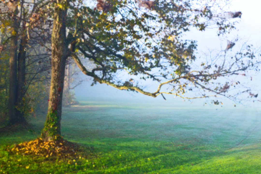 Sloan Tree 2 Underpaint