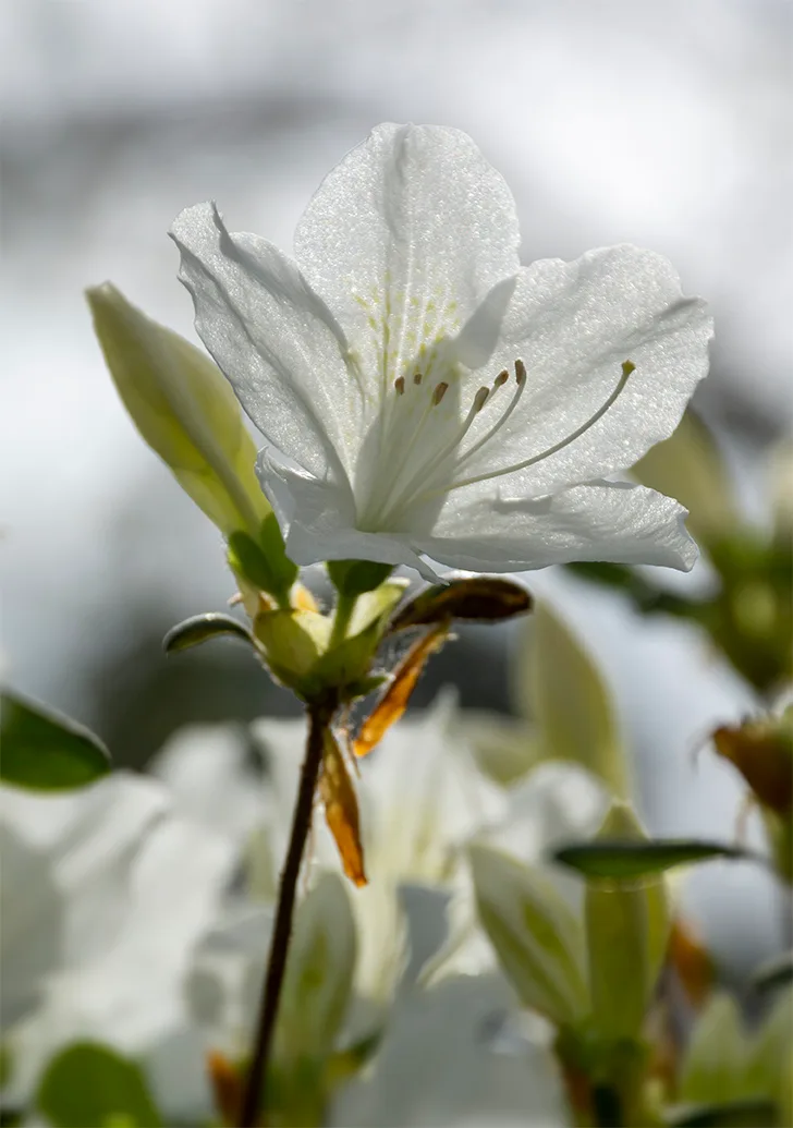 Whiteazalea 1