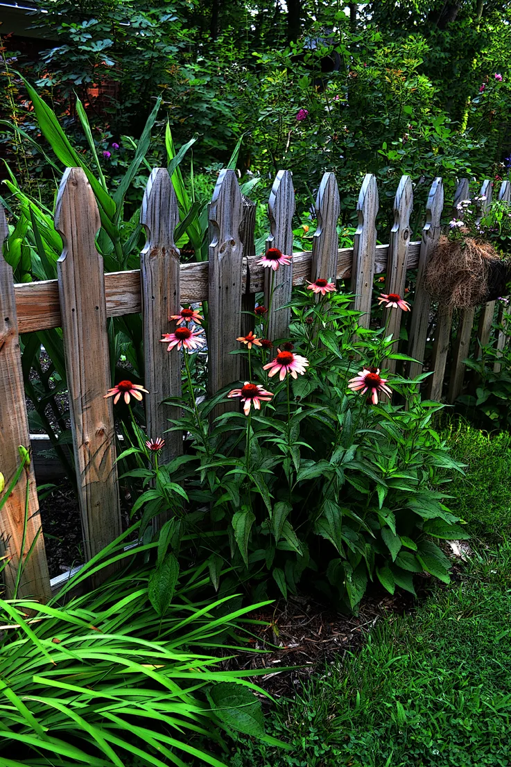 Flowers With Fence 1