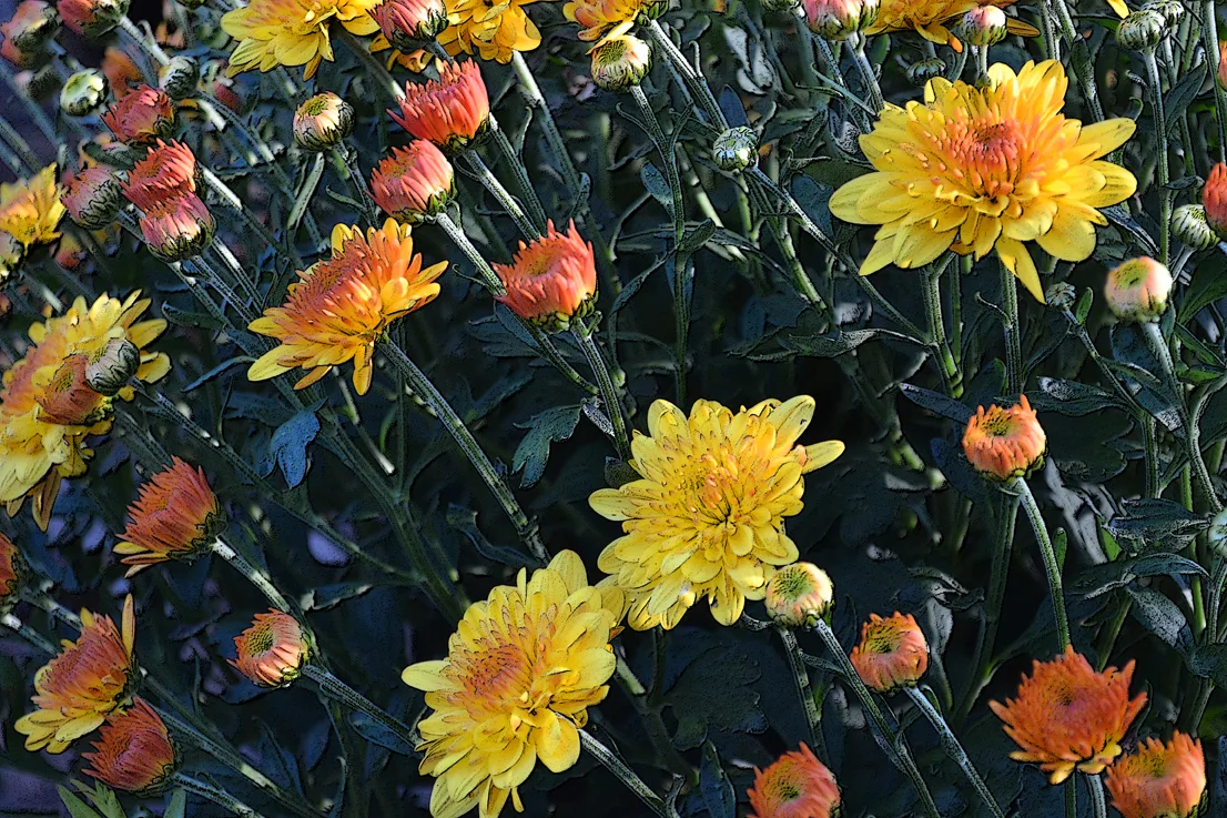 Chrysanthimums 2