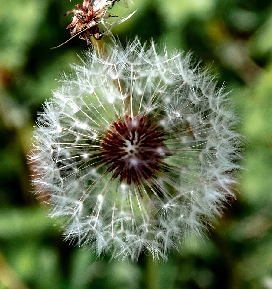 Dandelion 1