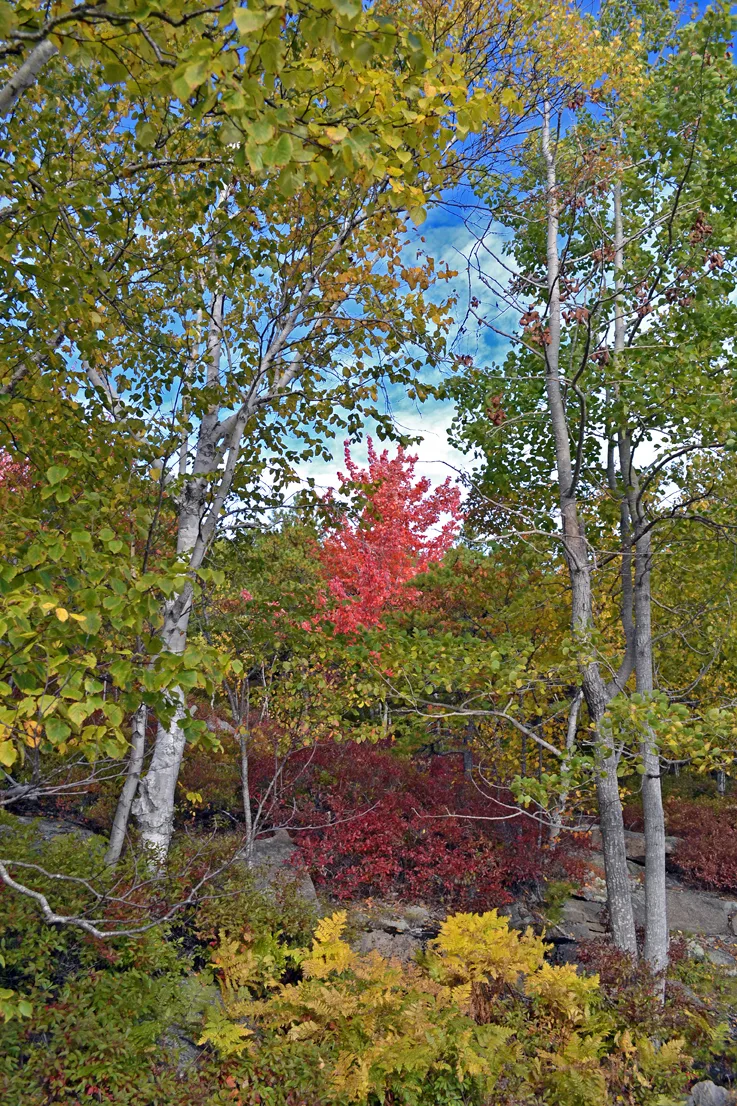 Acadia Trees Fall 1-14