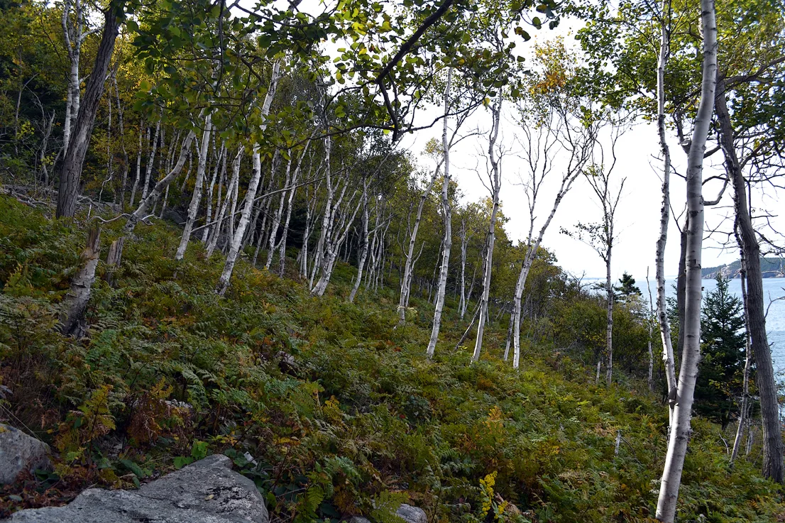 Acadia Trees Fall 1-21