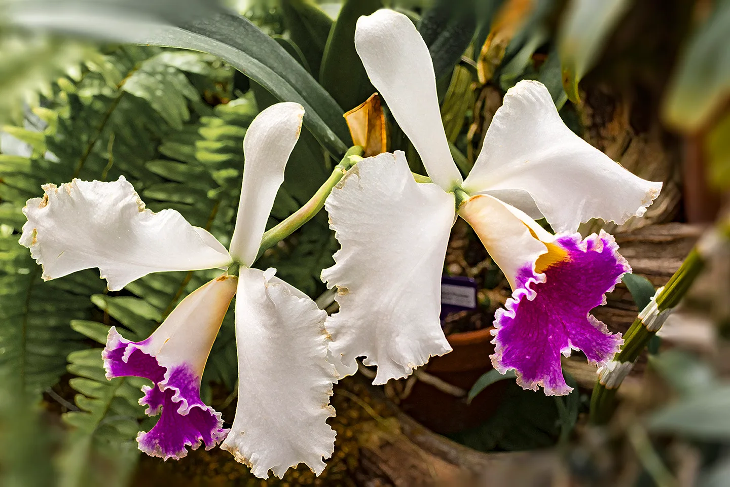 Whiteandpurpleiris 1