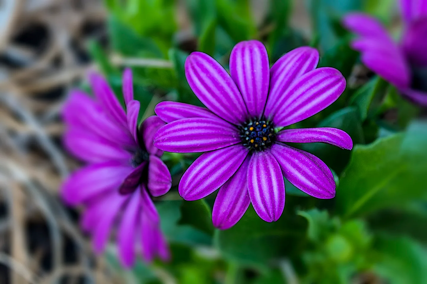 Purpleflower 1