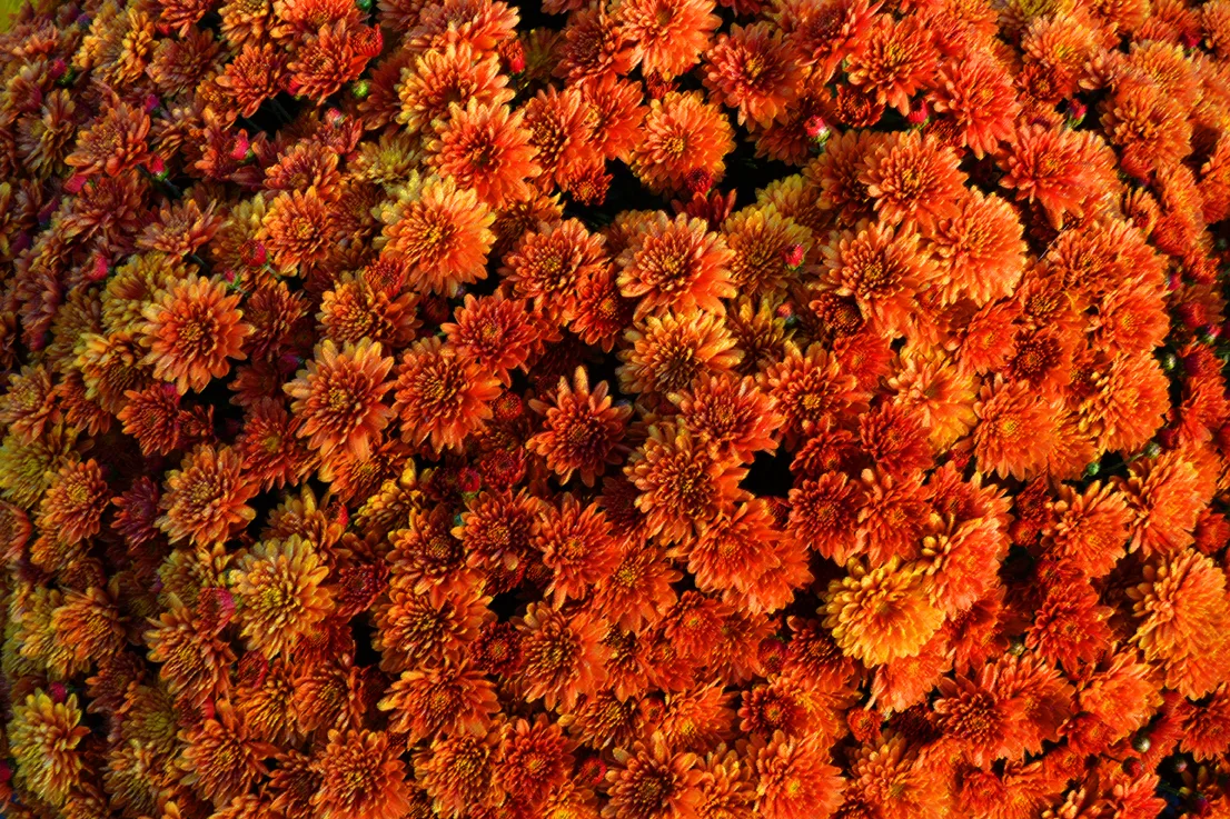 Chrysanthimums 2