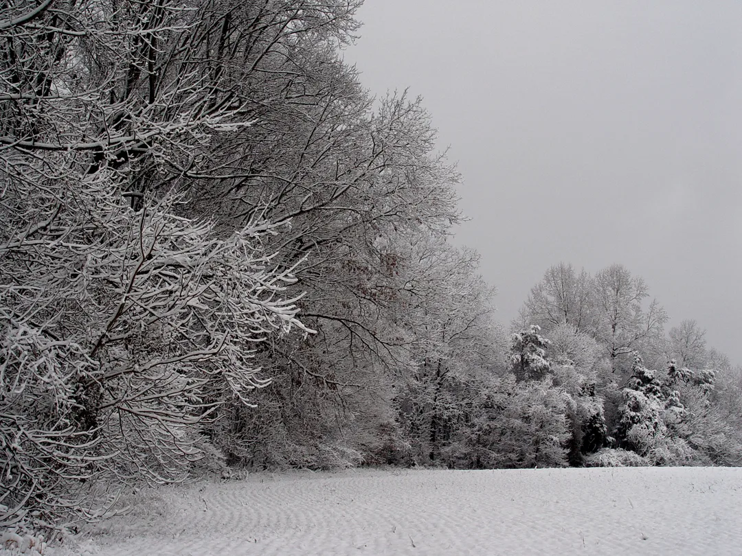 Snowy field