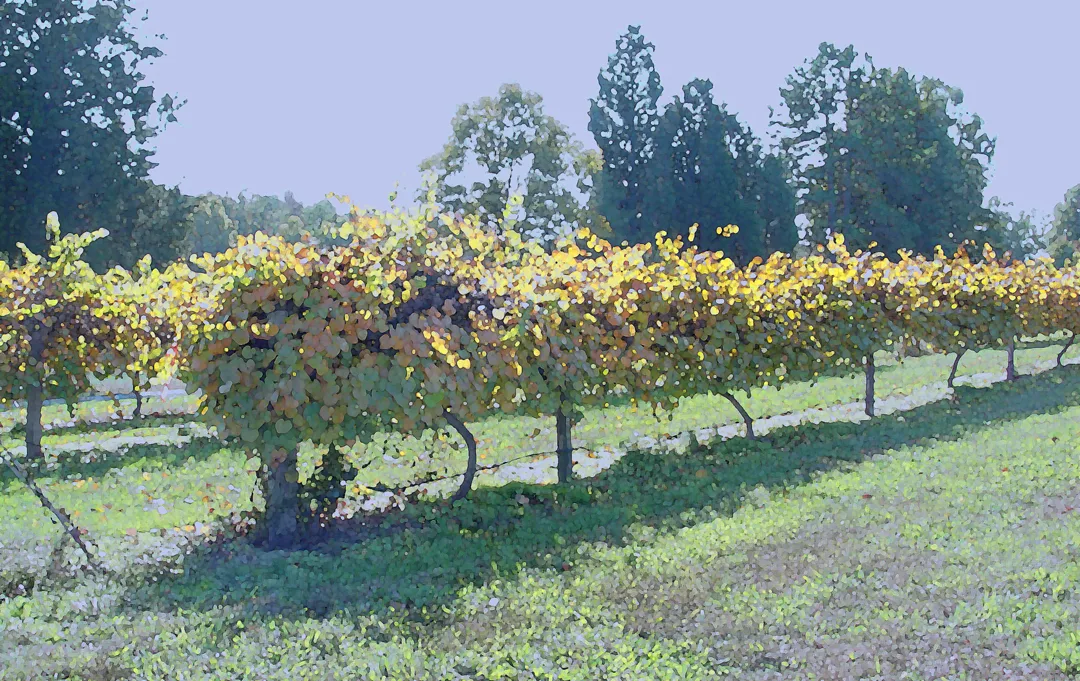 Grapevines