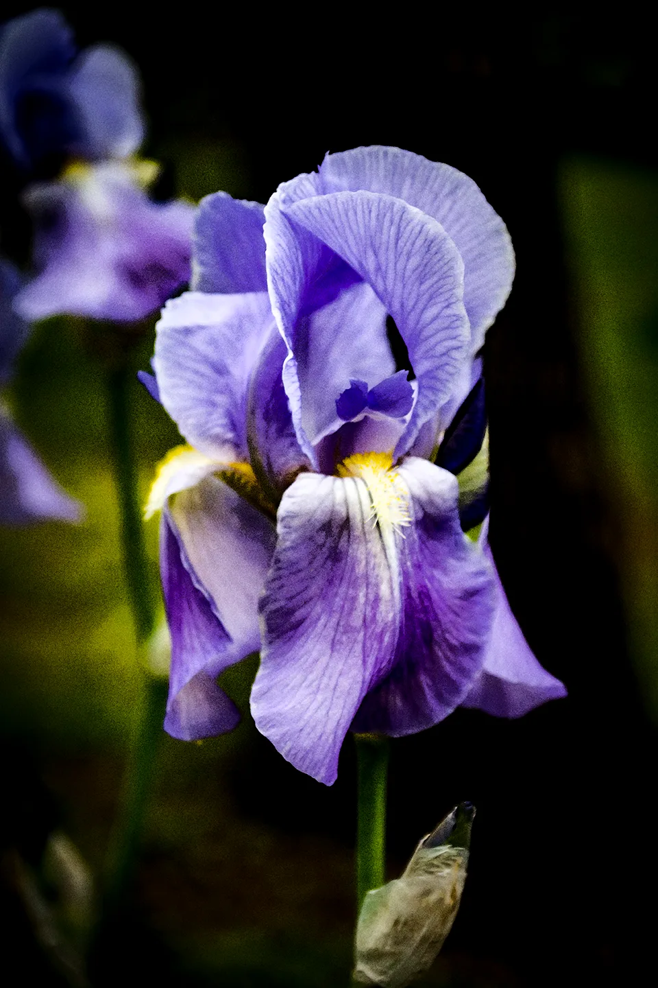 Iris 2018
