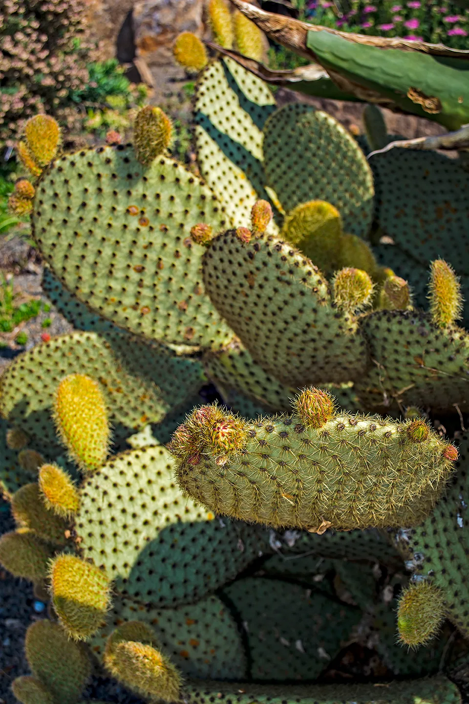 Cactus 2