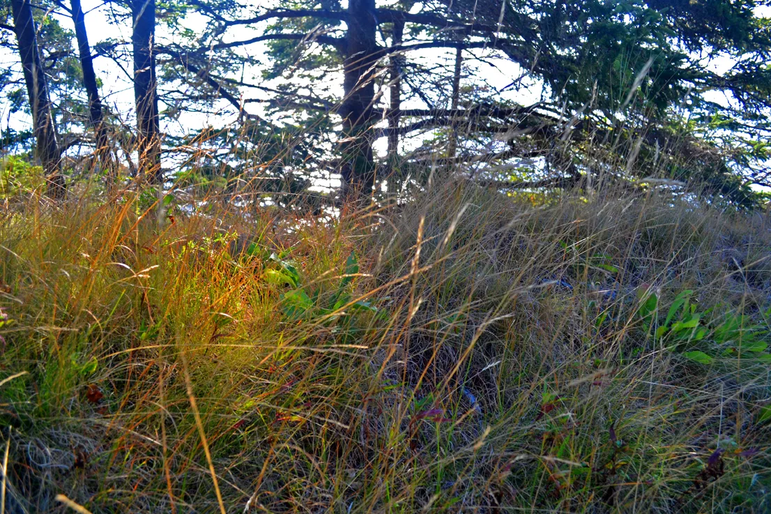 Acadia Grass 1