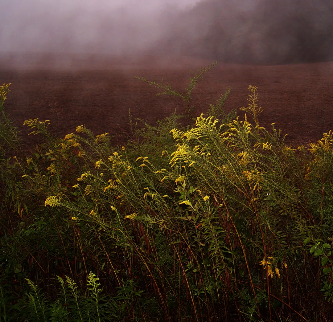 Foggy Field