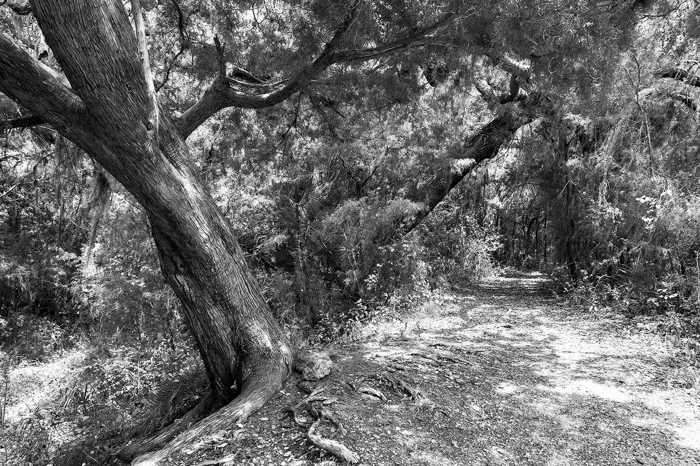 Cedarkey 5 B&W
