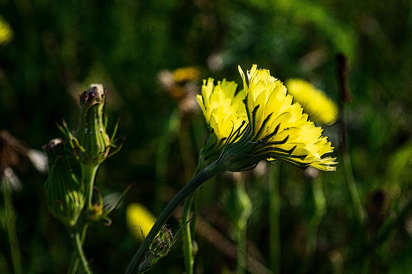 Dandelion 3