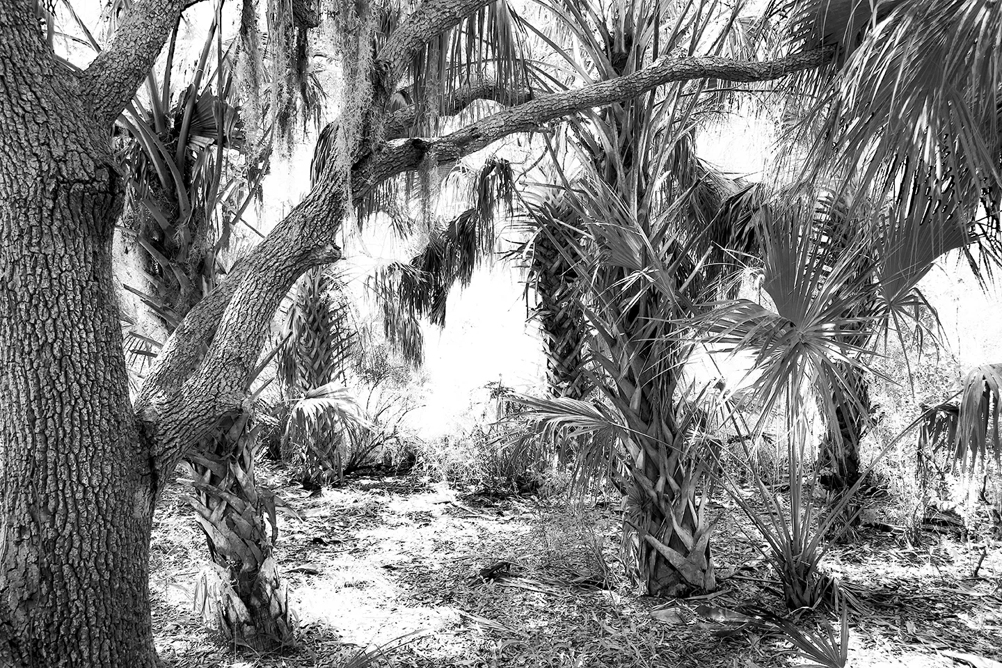 Cedarkey 13 B&W