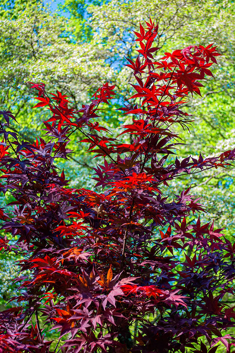 Japanesemaple 4