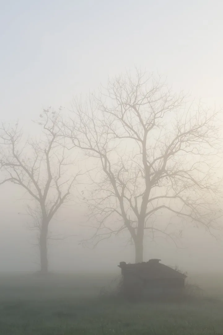 Fog 19 Th Noise Reduction 2