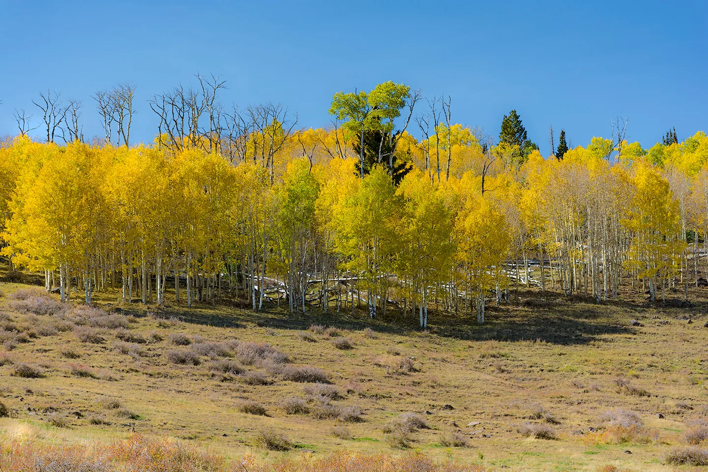 Dixienationalforest 1