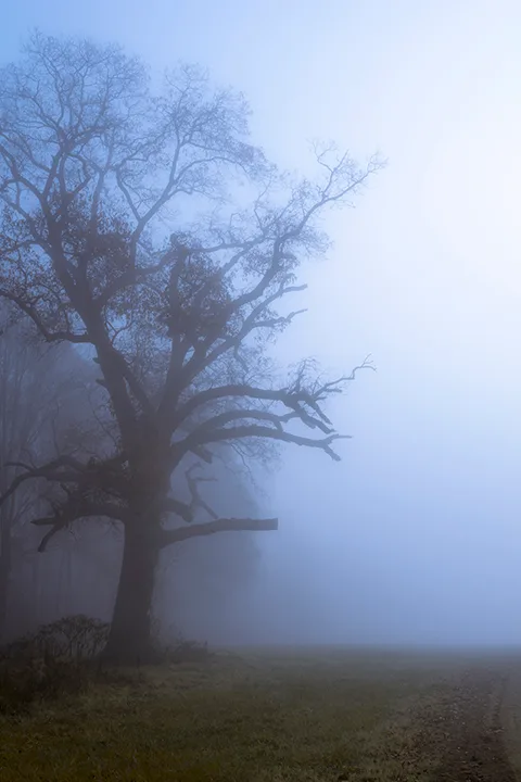 Fanniesloan 2015 Fog 13