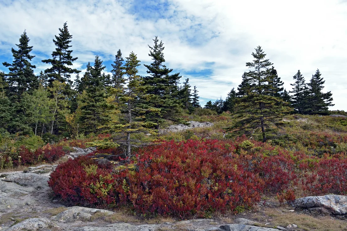 Acadia Trees Fall 1-22