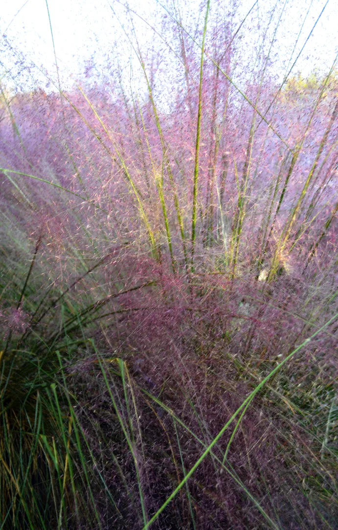 Purple Grass