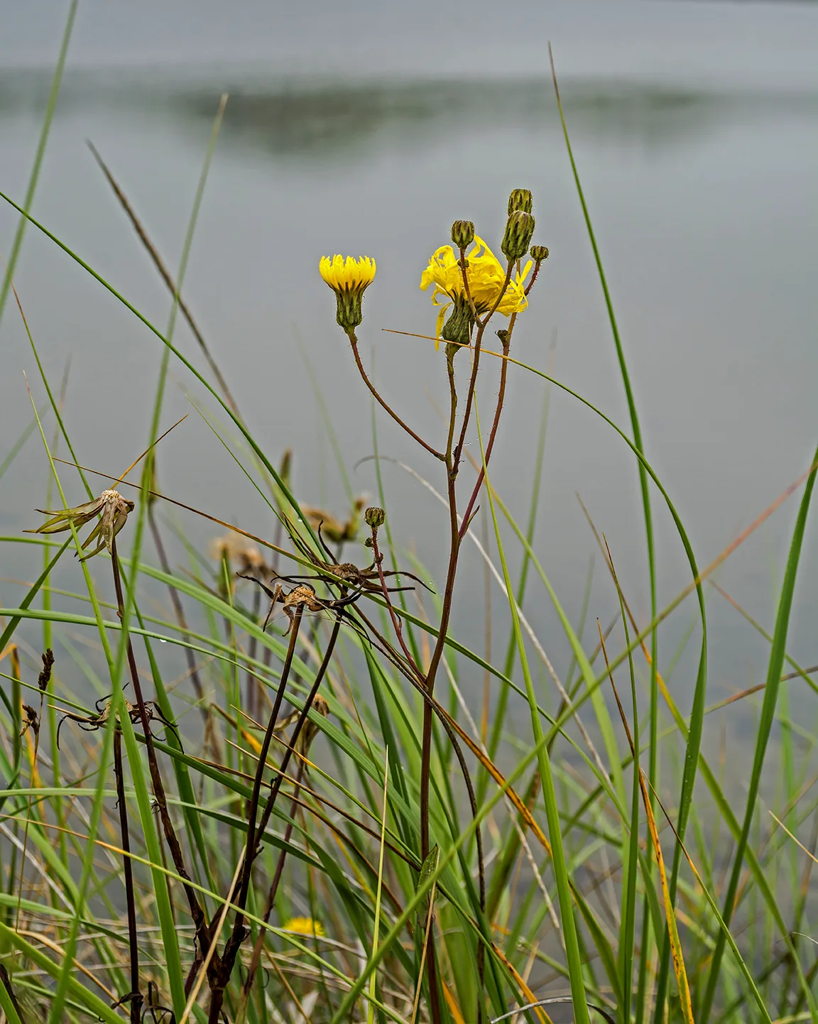 PortAuxBasqueReturn 32