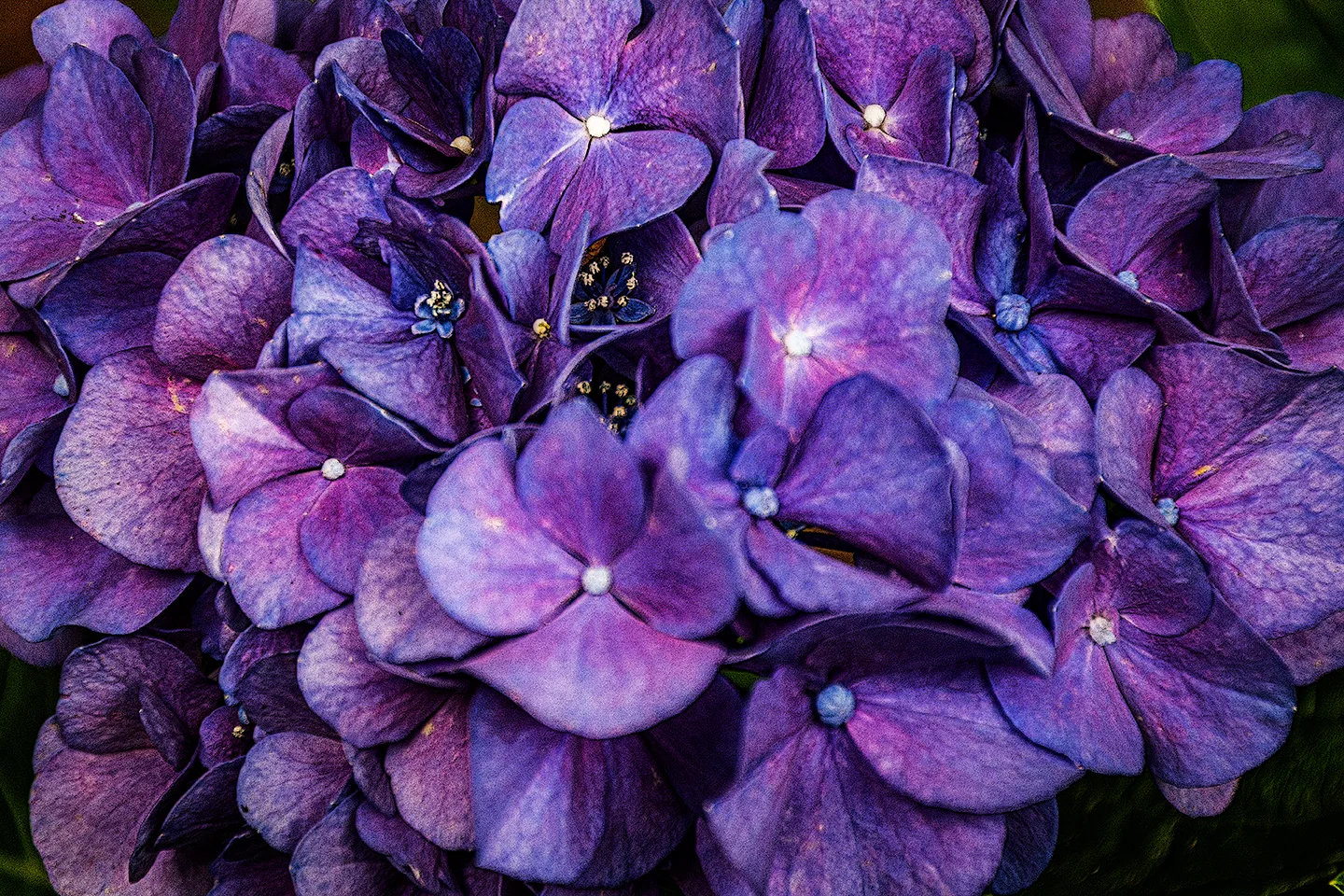 Hydrangeas 3