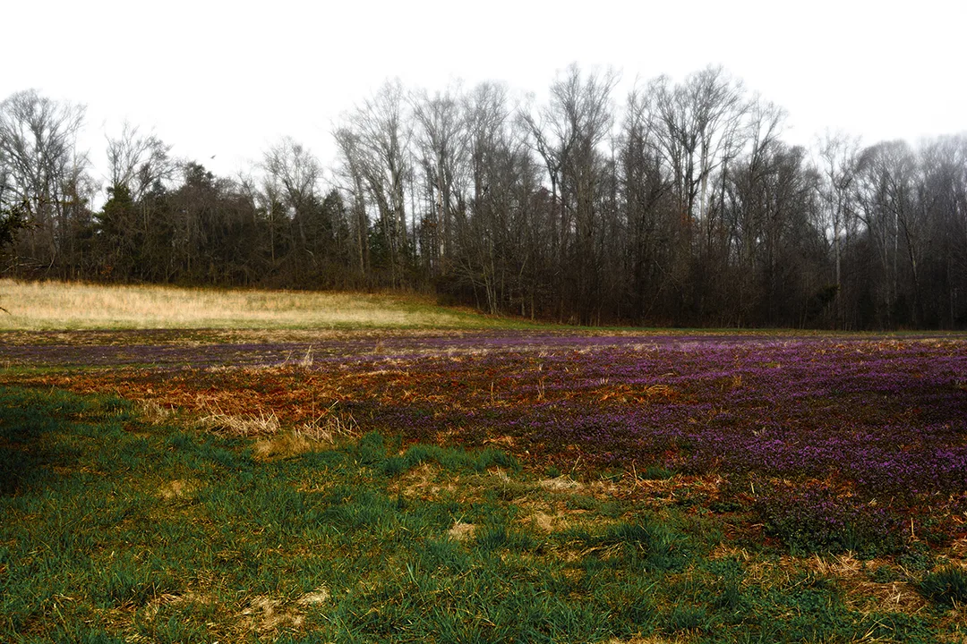 Purple Field 3