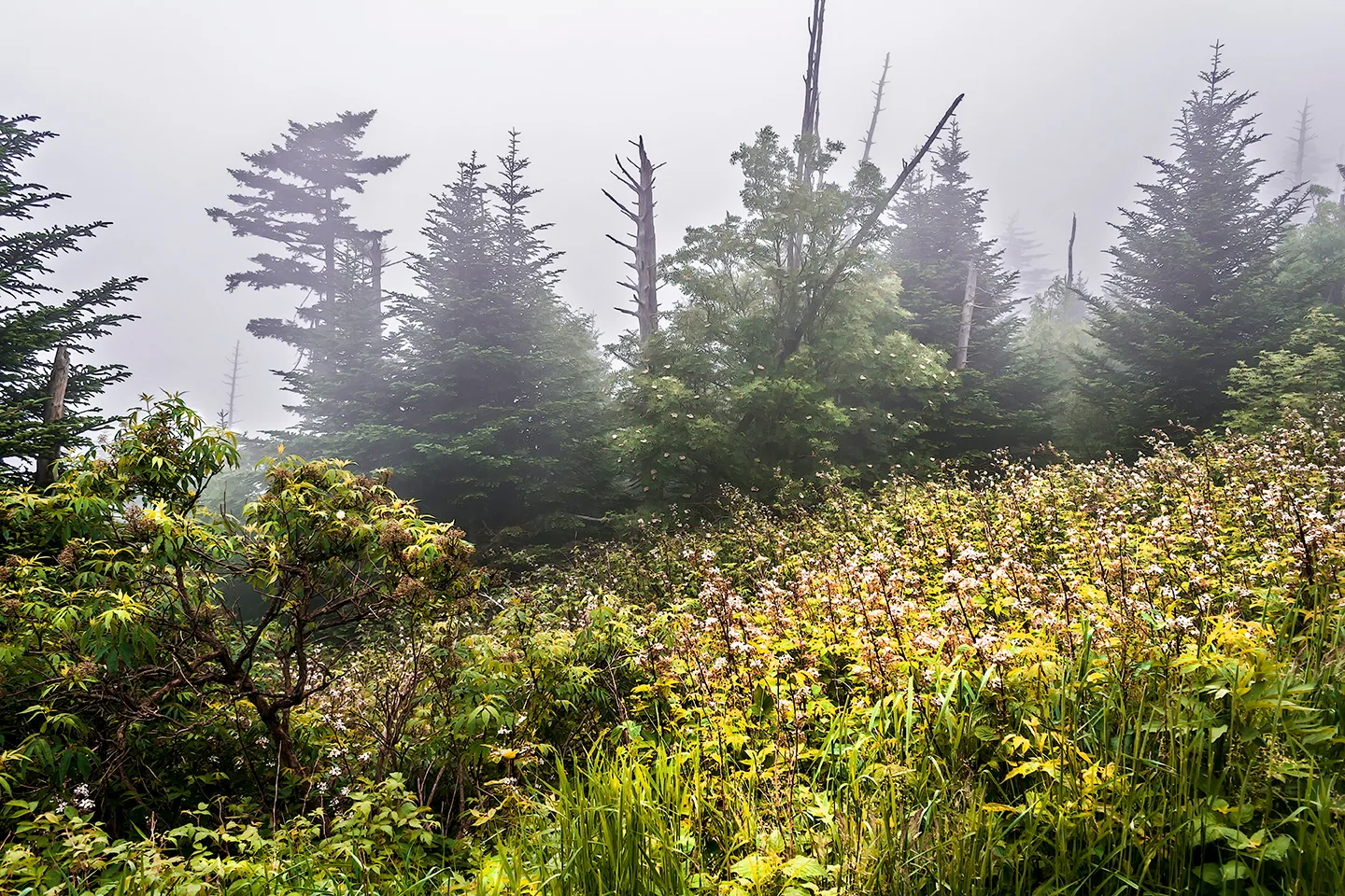 Clingmansdome 4