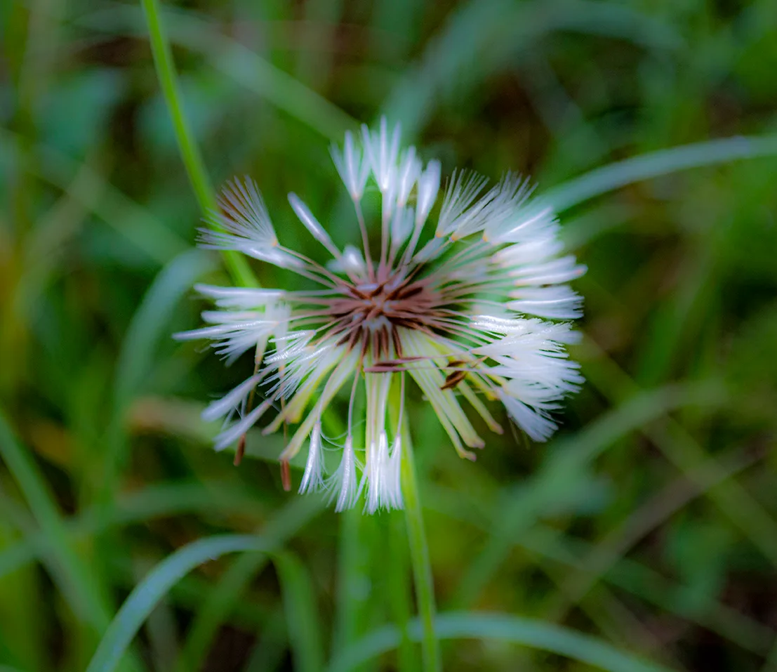 Dandelion 4
