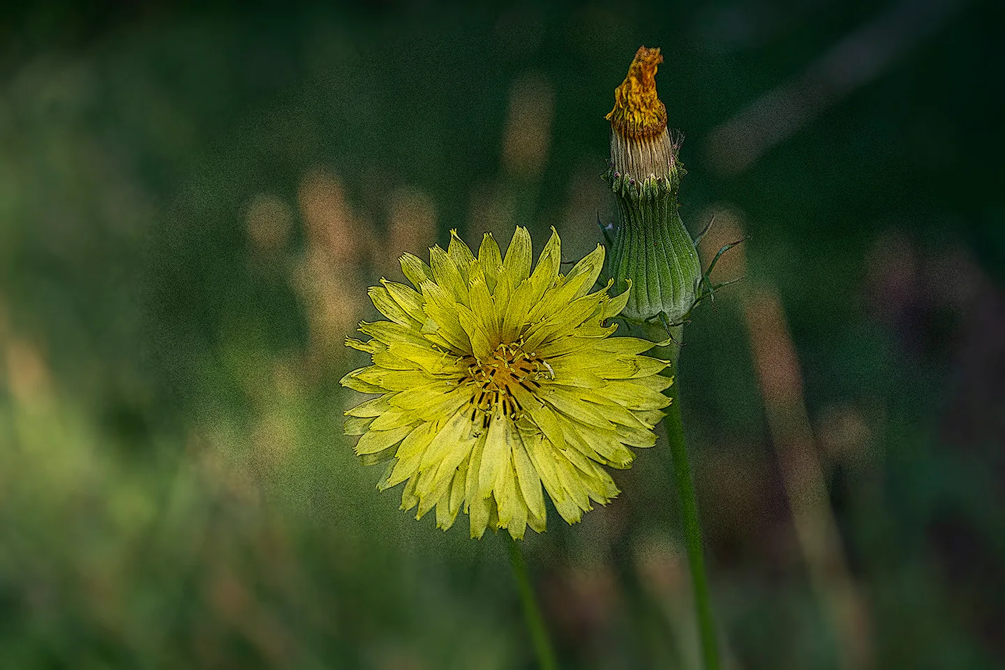 Dandelion 2