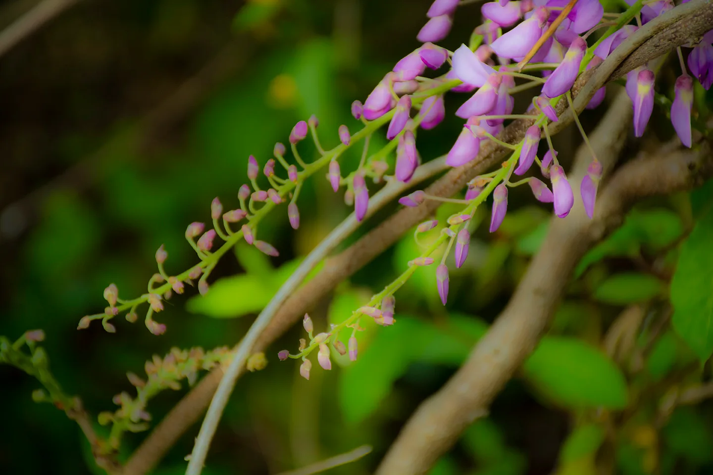 Wisteria 1