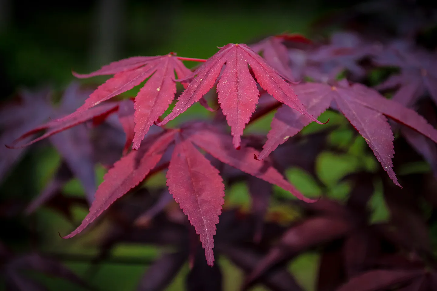 Japanesemaple 1