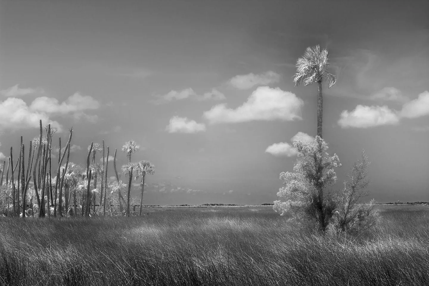 Cedarkey 9 B&W