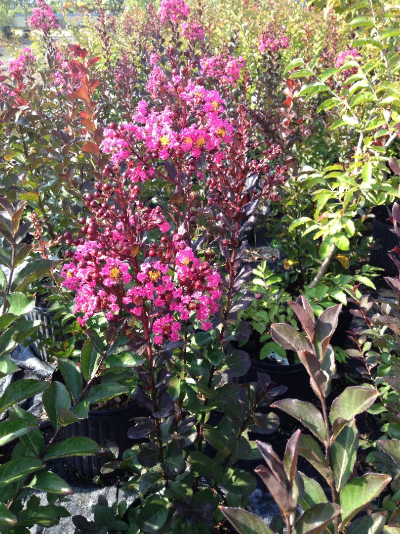 Crepe Myrtle