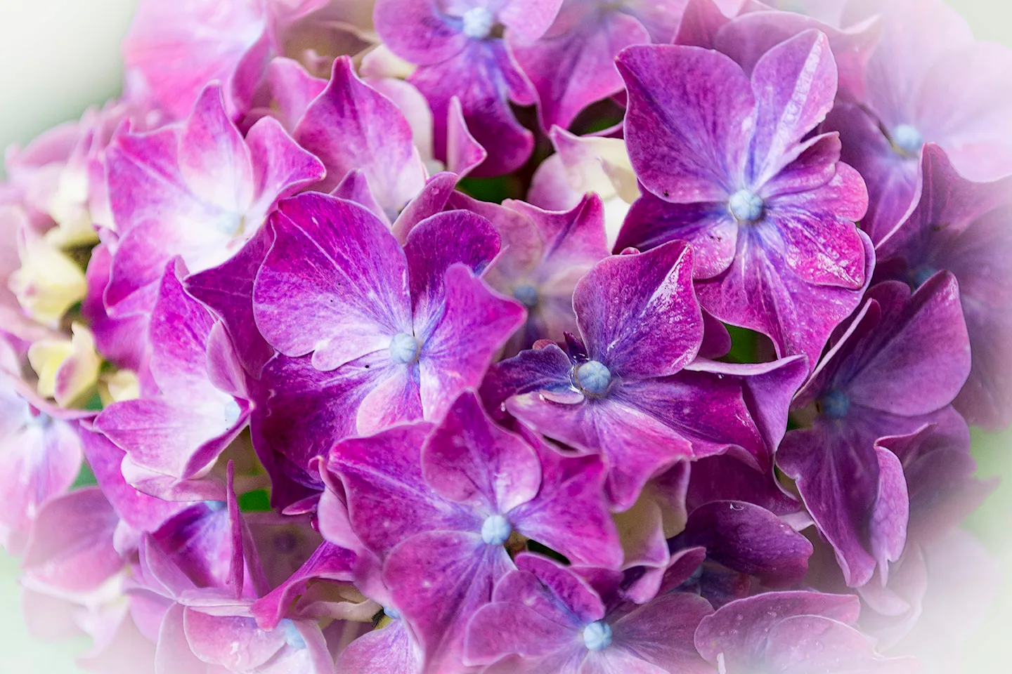 Hydrangeapink 1